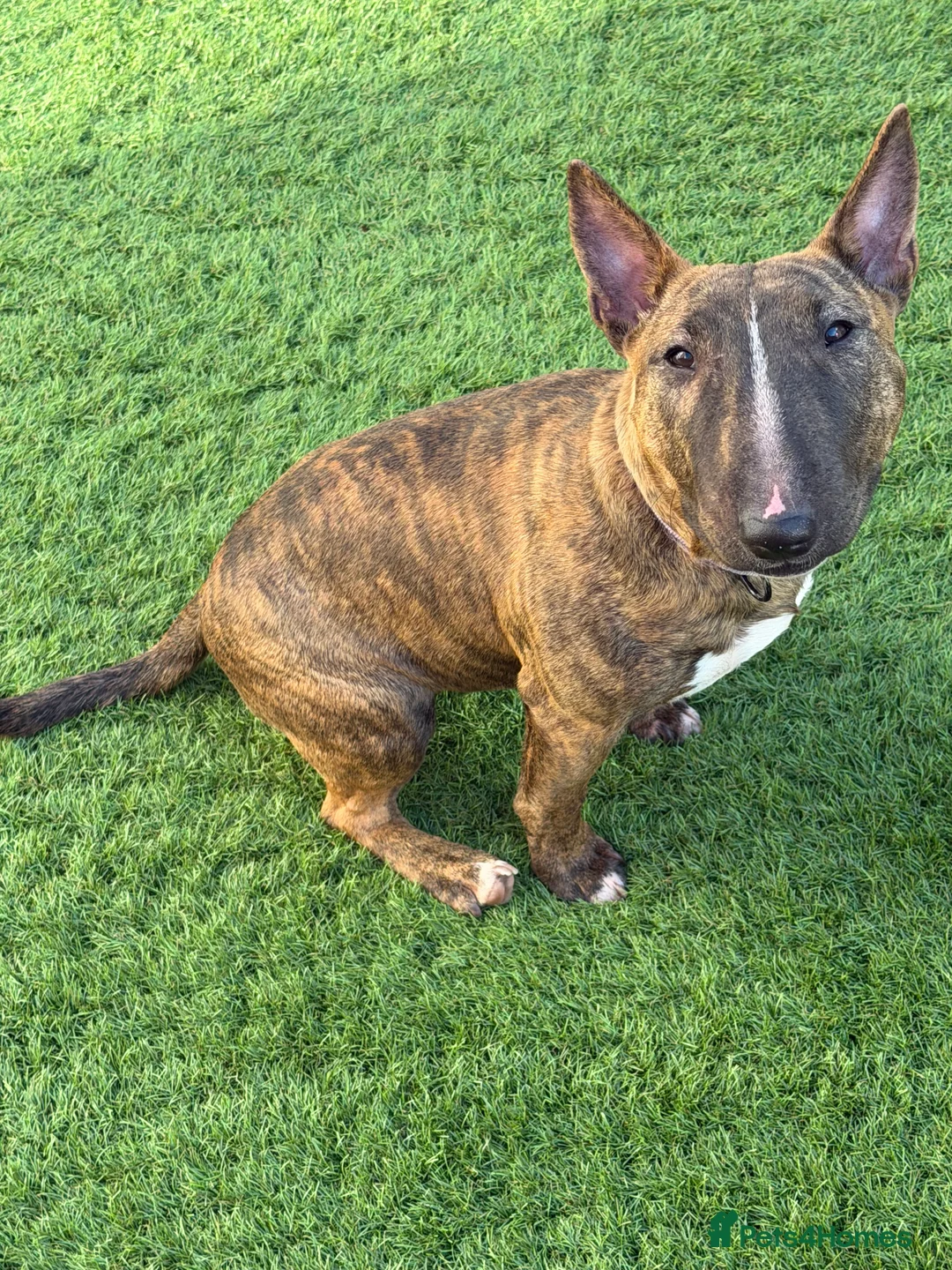 English Bull Terrier dogs for sale: Miniature English bull terrier  - Advert 3