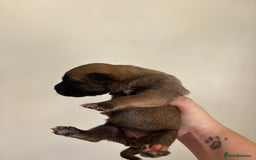 Mixed Breed dogs for sale: BEAUTIFUL BULL HERDERS (American Bulldog X Mali) - Image 6