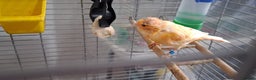 Canaries birds for sale: Canaries breeding pair with babies  - Advert 5