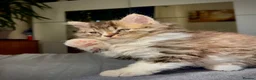Selkirk Rex cats for sale: Beautiful Selkirk rex kitten  - Advert 13