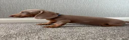 Dachshund dogs for sale: Isabella miniature dachshund  in Erith - Advert 8
