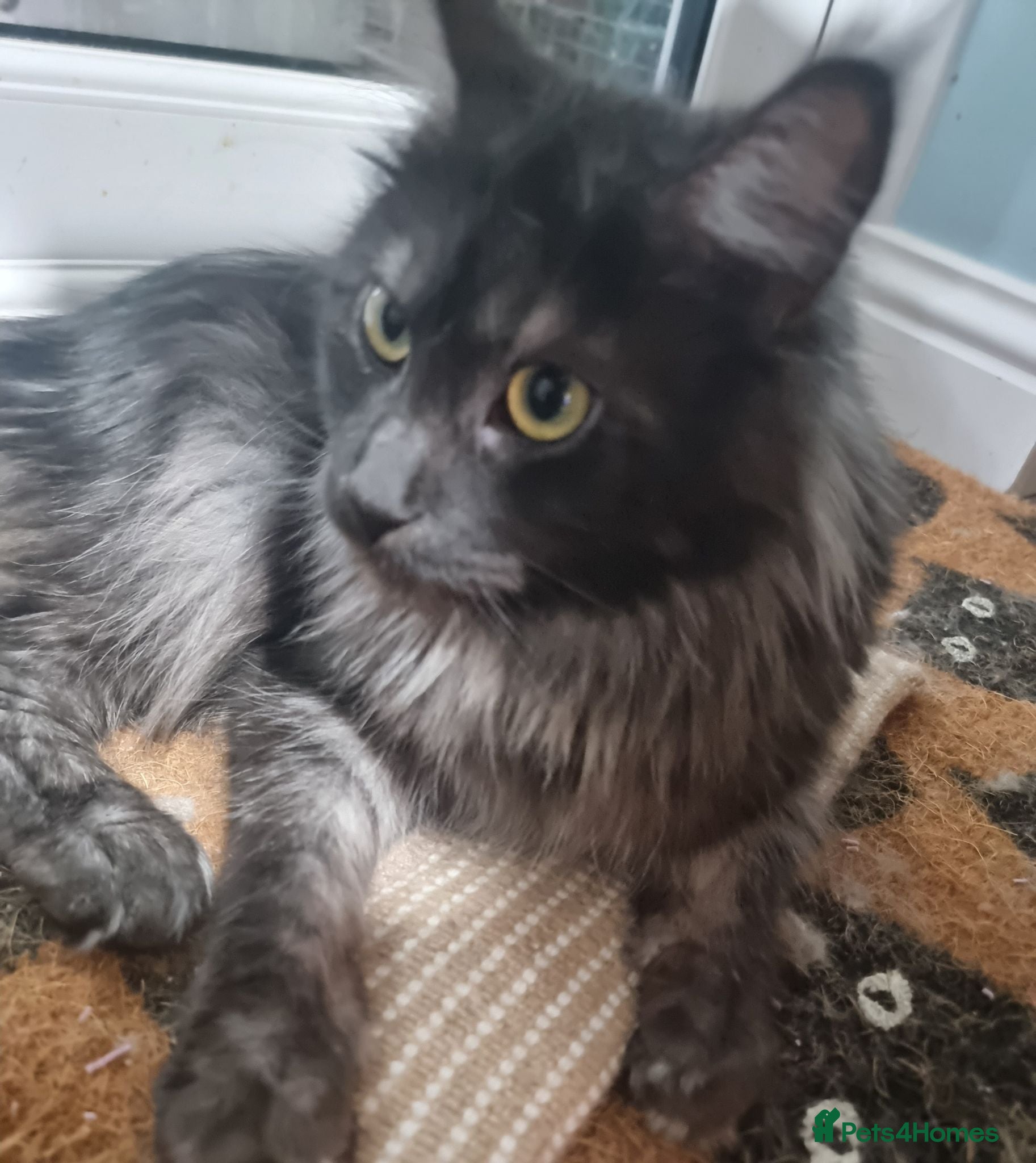 Maine Coon cats Pedigree GCCF Registered Maine Coon Kittens - Advert 2