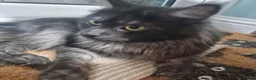 Maine Coon cats for sale: Pedigree GCCF Registered Maine Coon Kittens - Advert 10
