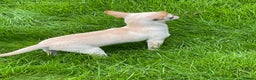 Chihuahua dogs for stud: STUNNING CREAM SMOOTH COAT CHIHUAHUA OPEN AT STUD in Grays - Advert 5
