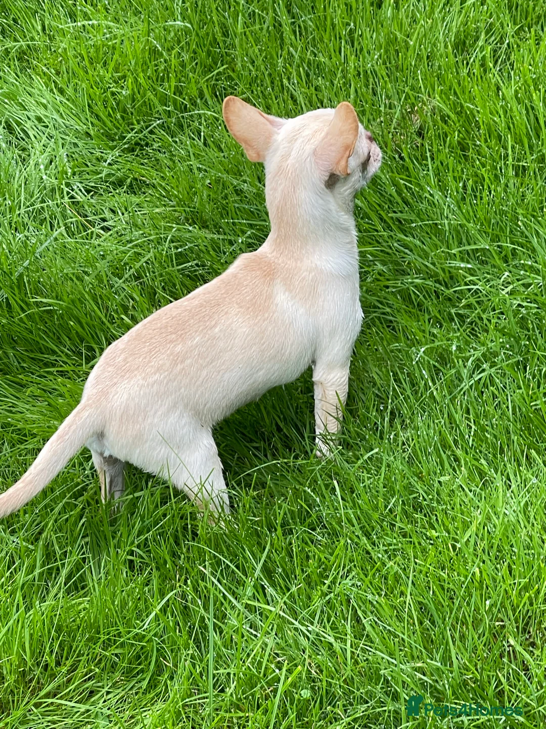 Chihuahua dogs for stud: STUNNING CREAM SMOOTH COAT CHIHUAHUA OPEN AT STUD in Grays - Advert 5