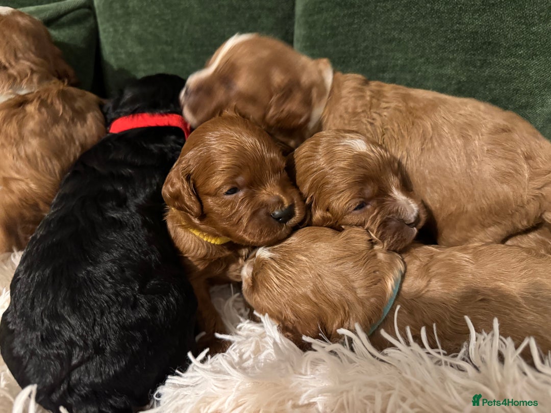 Cavapoo dogs for sale: Cavapoo puppies fully health tested parents - Image 20