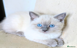 Ragdoll cats for sale: British Ragdoll kittens - Image 10