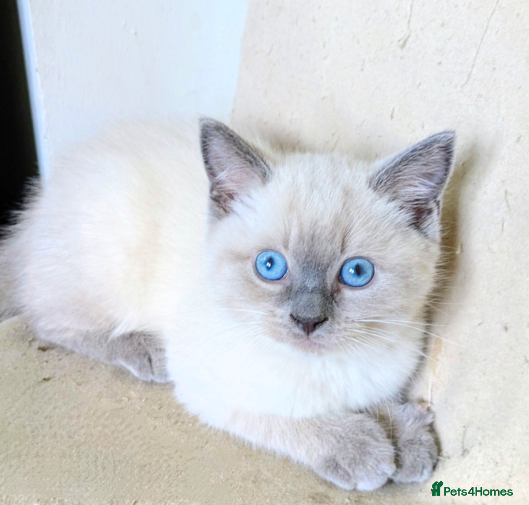 Ragdoll cats for sale: British Ragdoll kittens - Image 10