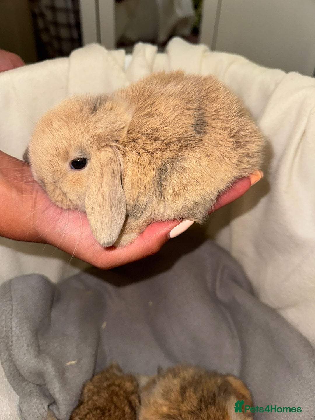 Mini Lop rabbits for sale: 4 gorgeous mini lop bunnies for sale  - Image 9