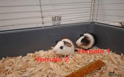 Guinea Pig rodents for sale: 13 guinea pigs mixed breed - Advert 6