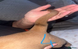 Dogue De Bordeaux dogs for sale: Dogue de bordeaux - Advert 21