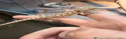 Bearded Dragon reptiles for sale: 3 beautiful bearded dragons £100 each  - Advert 3