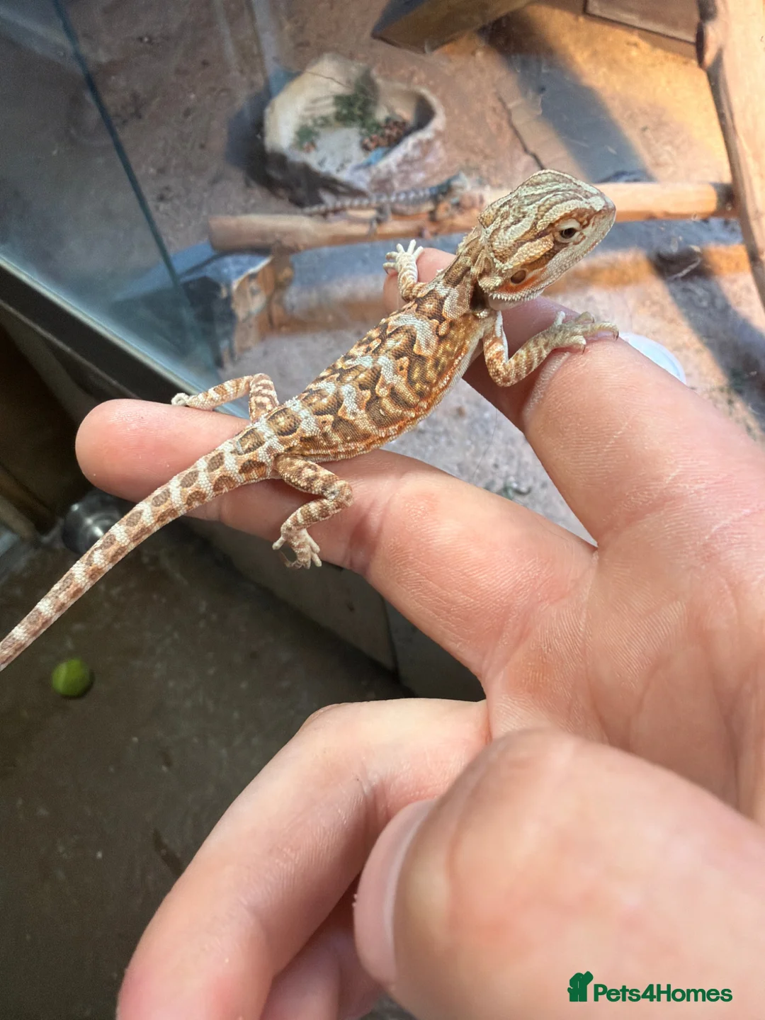 Bearded Dragon reptiles for sale: 3 beautiful bearded dragons £100 each  - Advert 3