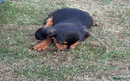 Dachshund dogs for sale: KC PRA Miniature smooth hair dachshund puppies  - Image 8