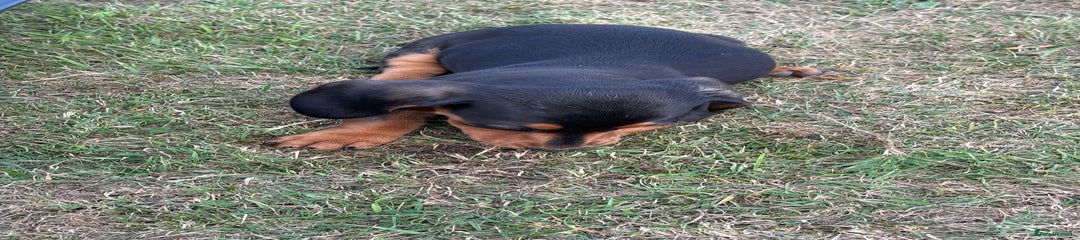 Dachshund Puppy 4
