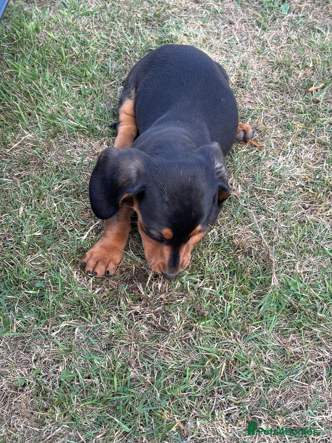 Dachshund dogs for sale: KC PRA Miniature smooth hair dachshund puppies  - Image 8