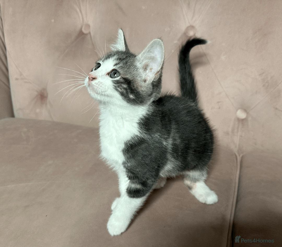 Mixed Breed cats for sale: One beautiful blue & white girl left - Advert 5