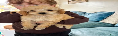 Toy Poodle Puppy 6