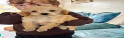 Toy Poodle dogs for sale: Beautiful Litter of Toy Poodle Pups  - Advert 2