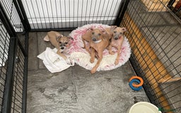 Italian Greyhound dogs for sale:  Beautiful Italian greyhound puppies  - Image 12