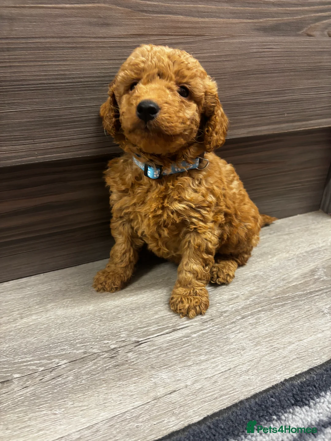 Cockapoo dogs for sale: F1b Cockapoo - Advert 2