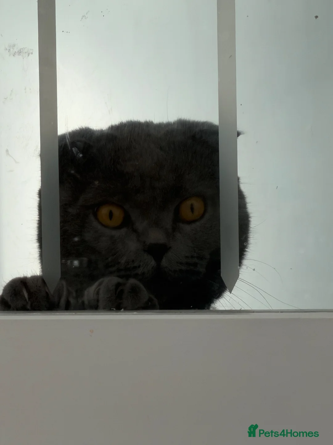 Scottish Fold cats for sale: Scottish Fold for Rehoming - Advert 5