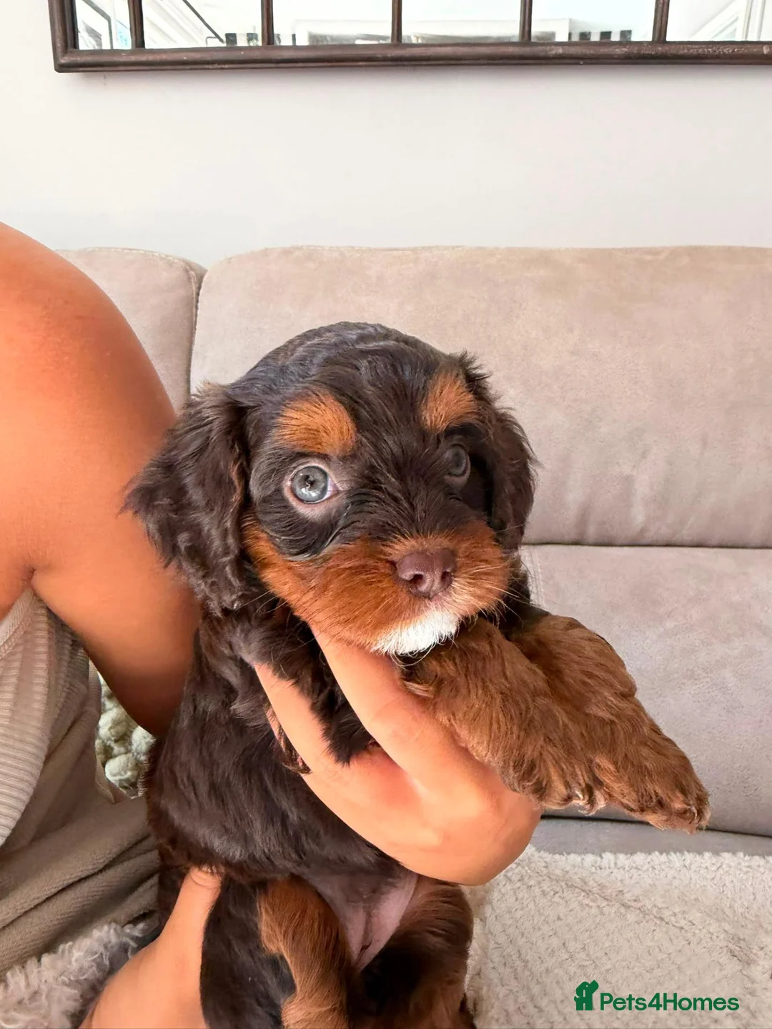 Cavapoo dogs for sale: 3 F1 Cavapoo’s health tested  - Advert 14