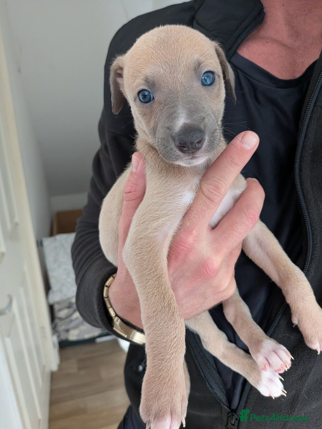 Mixed Breed dogs for sale: Whippet, saluki, pharoe hound puppies - Advert 3