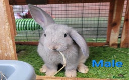 Mini Lop rabbits for sale: Beautiful Mini Lops - READY TO LEAVE - Image 10