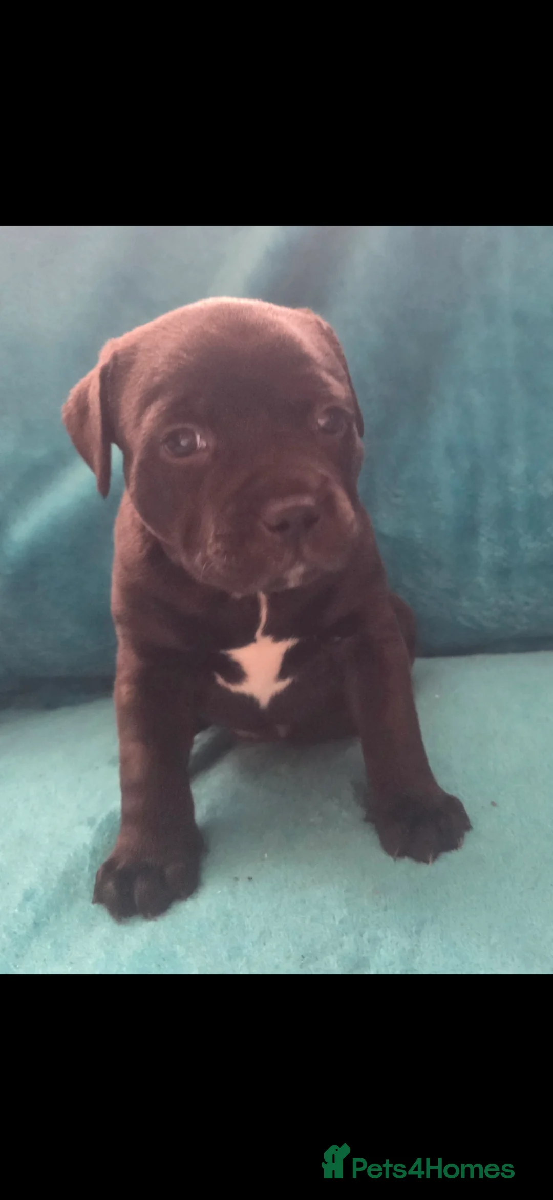 Staffordshire Bull Terrier dogs for sale: Stunning KC staffordshire bull terrier puppies  - Advert 8