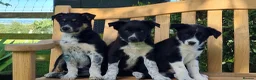 Border Collie dogs for sale: ISDS Registered Border Collie pup - Advert 2