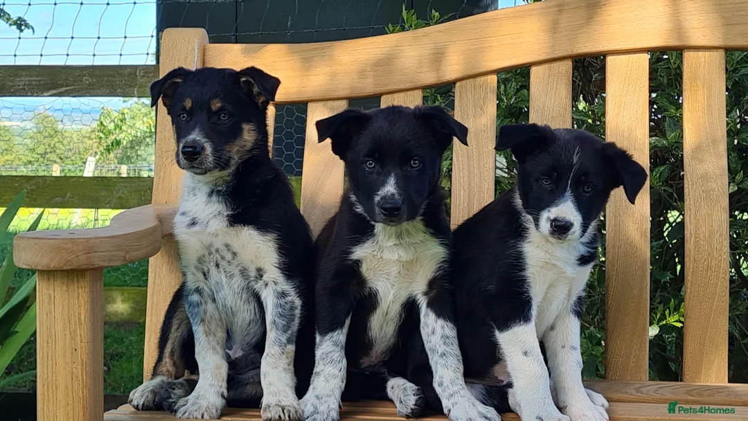 Border Collie dogs for sale: ISDS Registered Border Collie pup - Advert 2