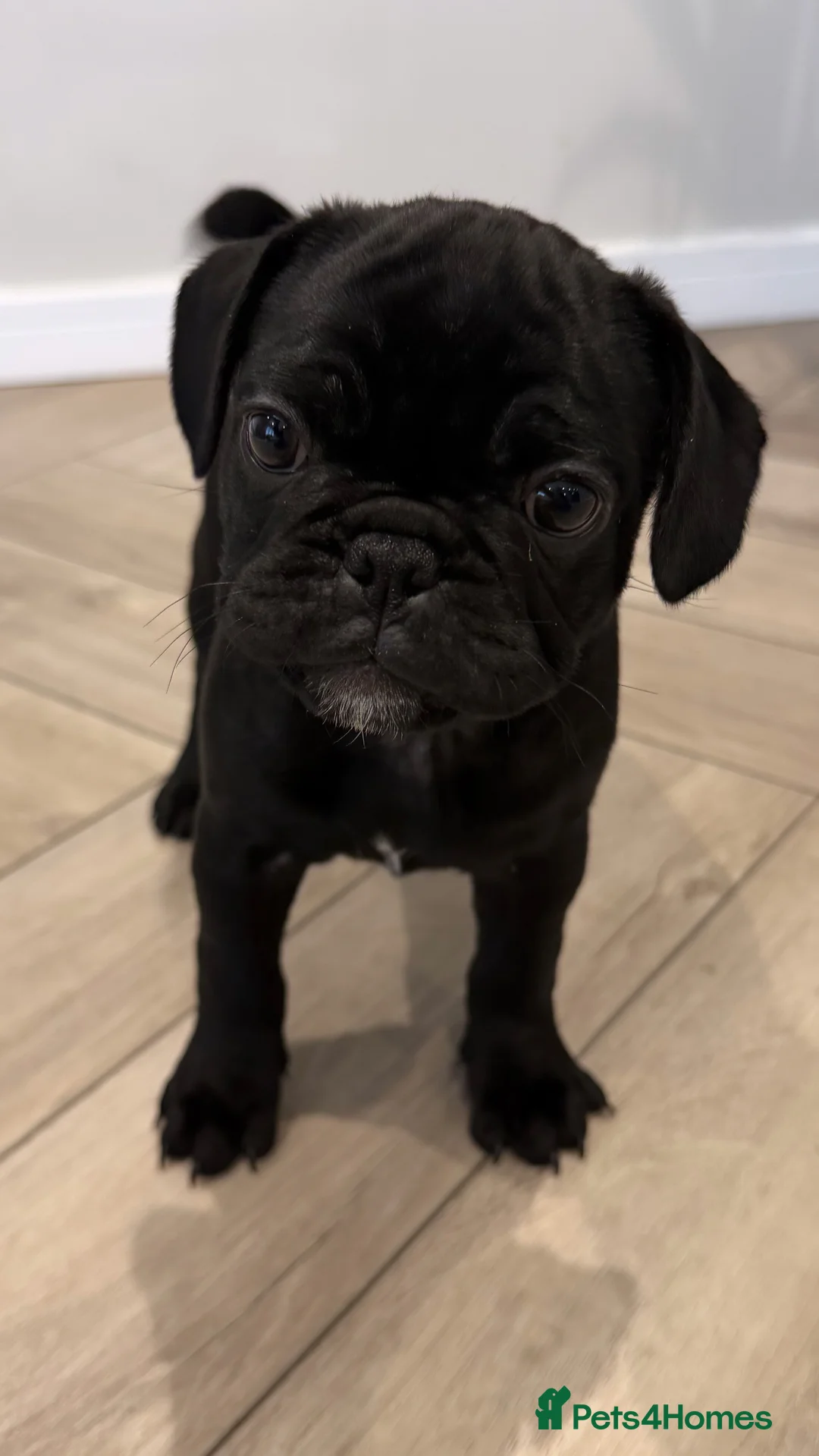 Frug dogs for sale: Beautiful Frug Puppies - Advert 2