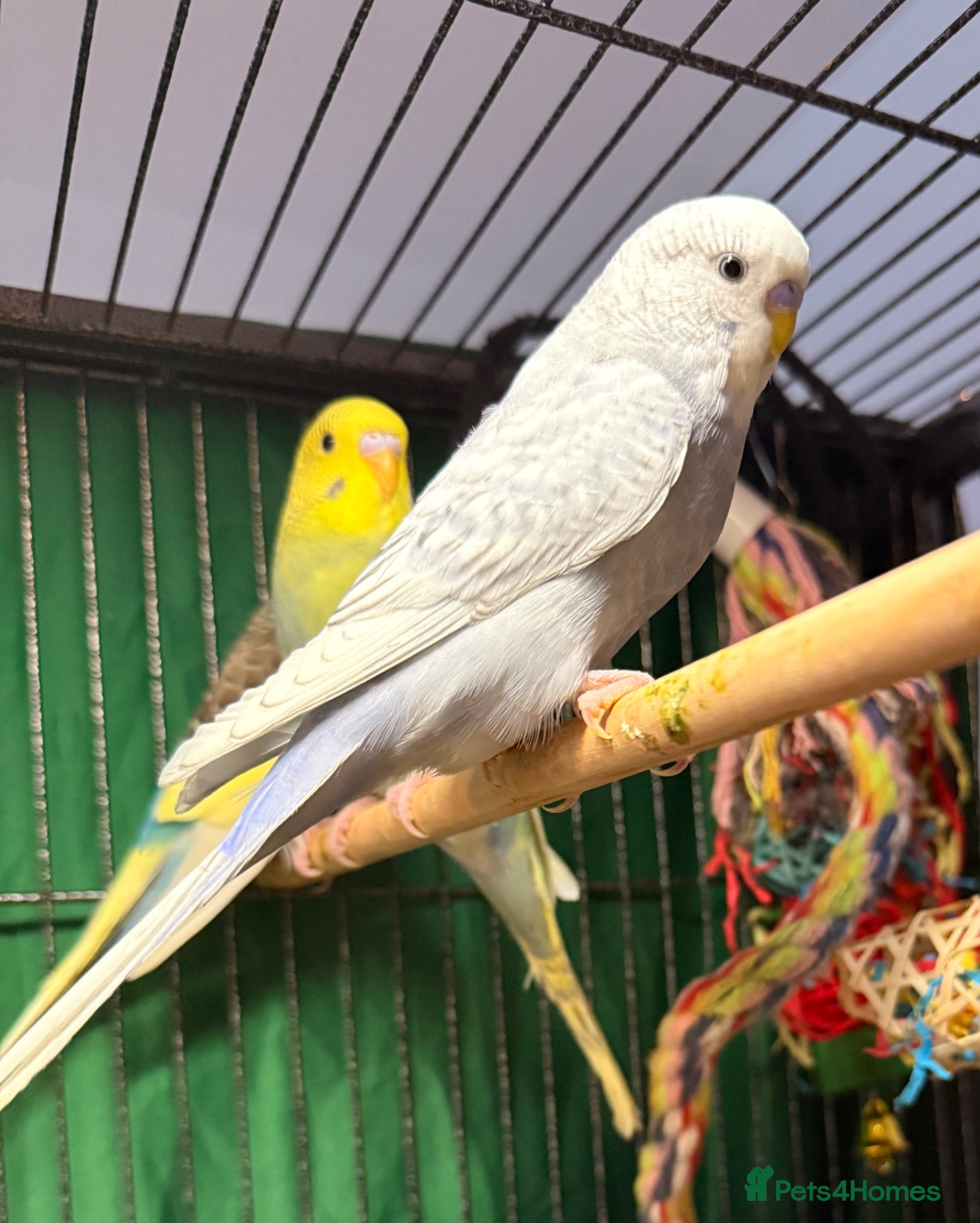 Budgerigars birds Pair 9 week old baby budgies available in Runcorn - Advert 2