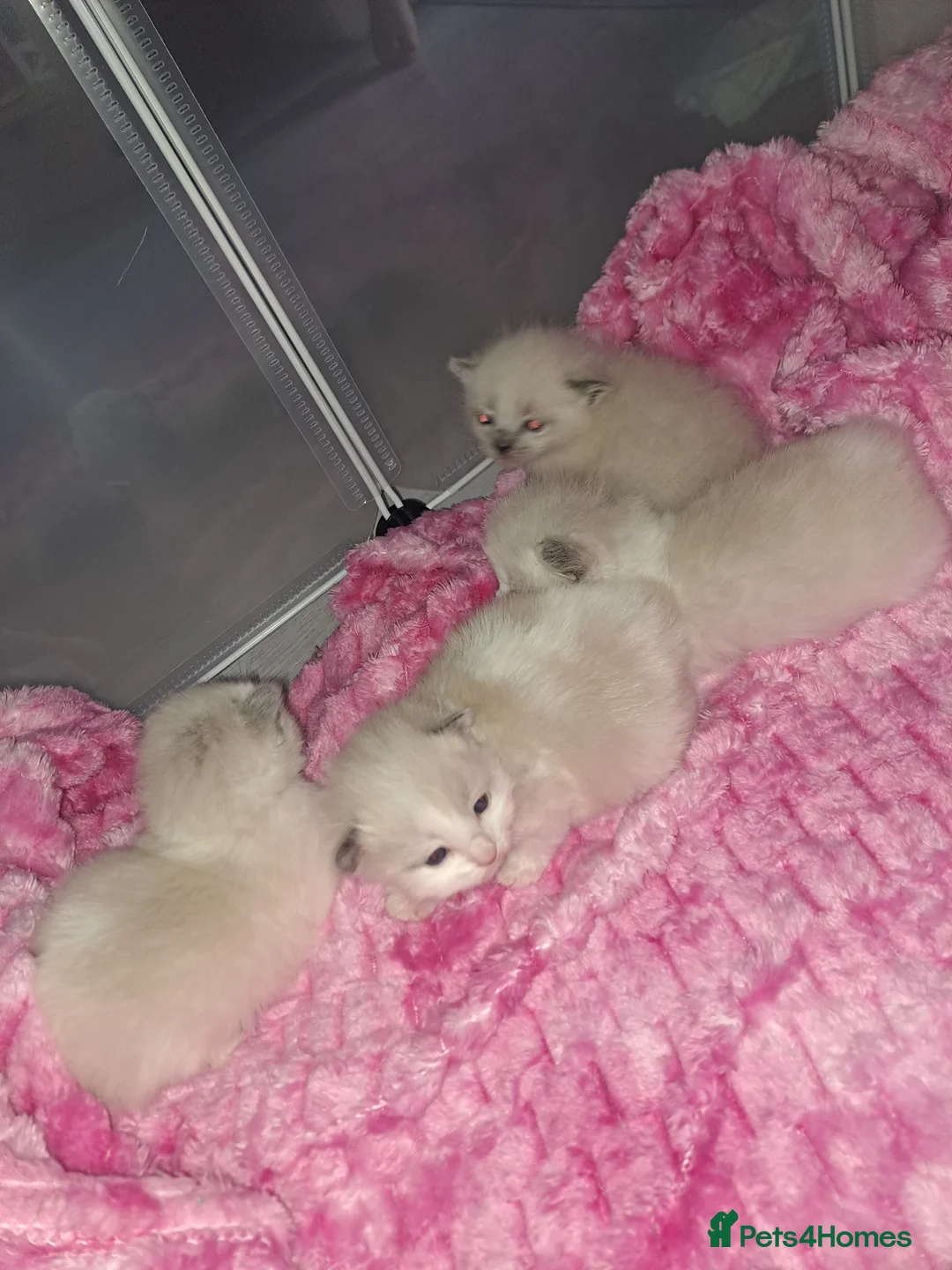 Ragamese cats for sale: 4 ragdoll kittens  in Cumnock - Advert 1