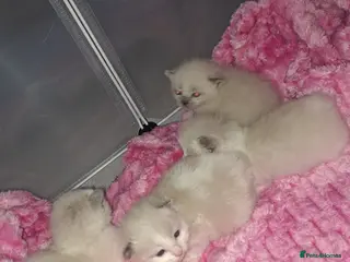 Ragamese cats 4 ragdoll kittens - Advert 8