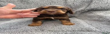 Cocker Spaniel Puppy 1