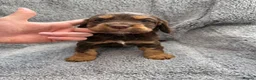Cocker Spaniel dogs for sale: Merle cocker spaniel puppies - Advert 29