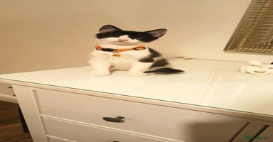 Mixed Breed cats - Advert 6