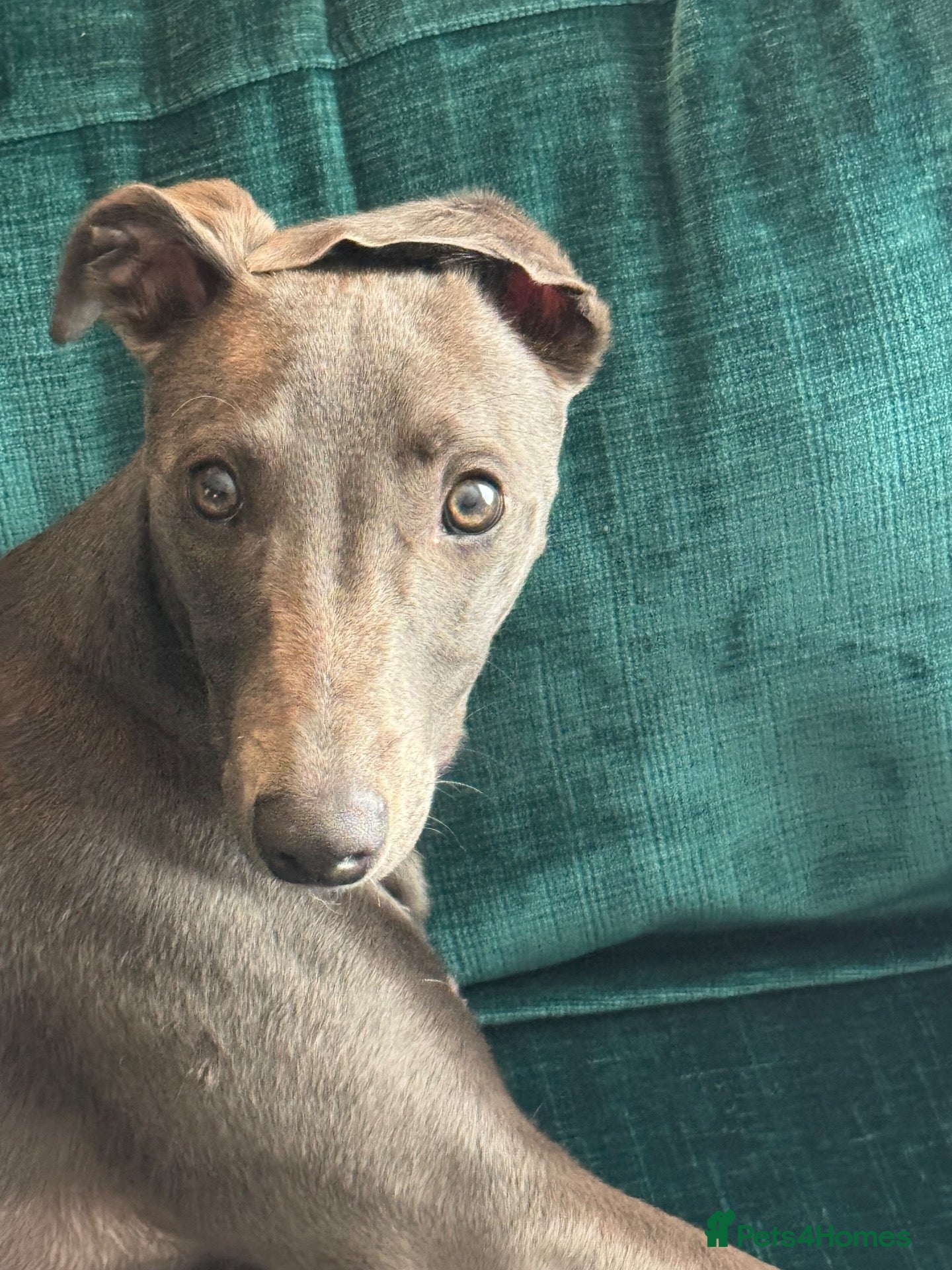 Whippet dogs Beau 6 months male grey whippet  - Advert 1