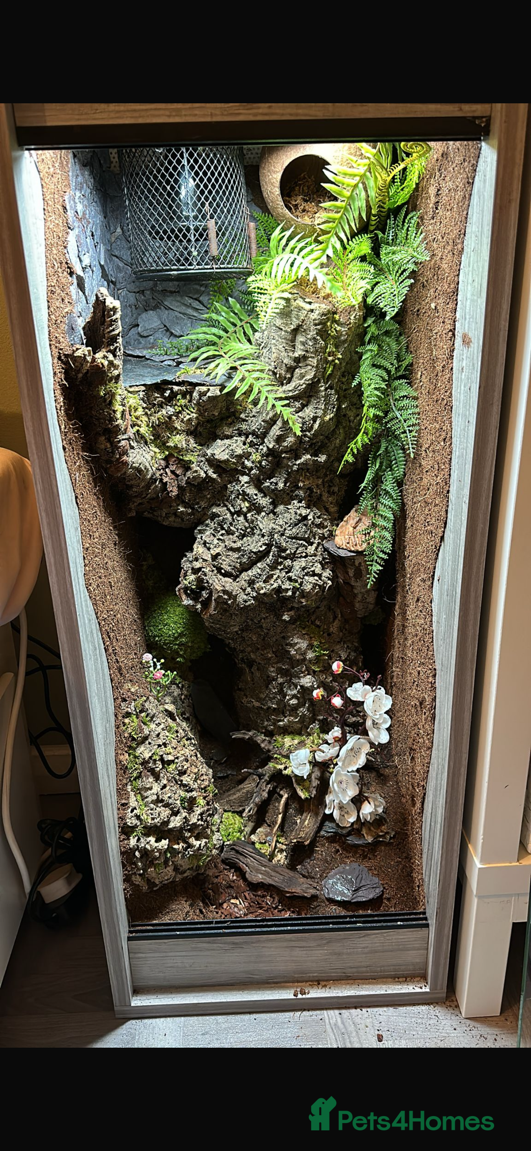 Gecko reptiles for sale: Male leachianus gecko with full set up  - Advert 9