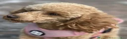 Miniature Poodle dogs for sale: Phantom, health tested & KC miniature poodle pups  - Advert 4