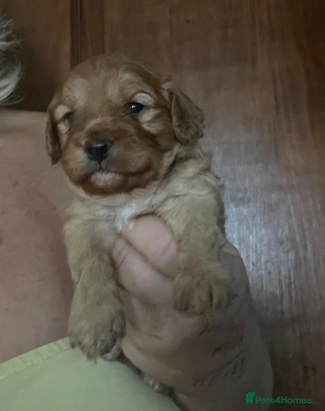Cavapoo dogs for sale: Cavapoo puppies, absolutely gorgeous (F1 Red)   - Advert 24