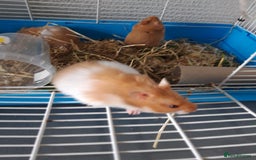 Hamster rodents for sale: Baby syrian hamsters long and short hair £12 each in Manchester - Image 5