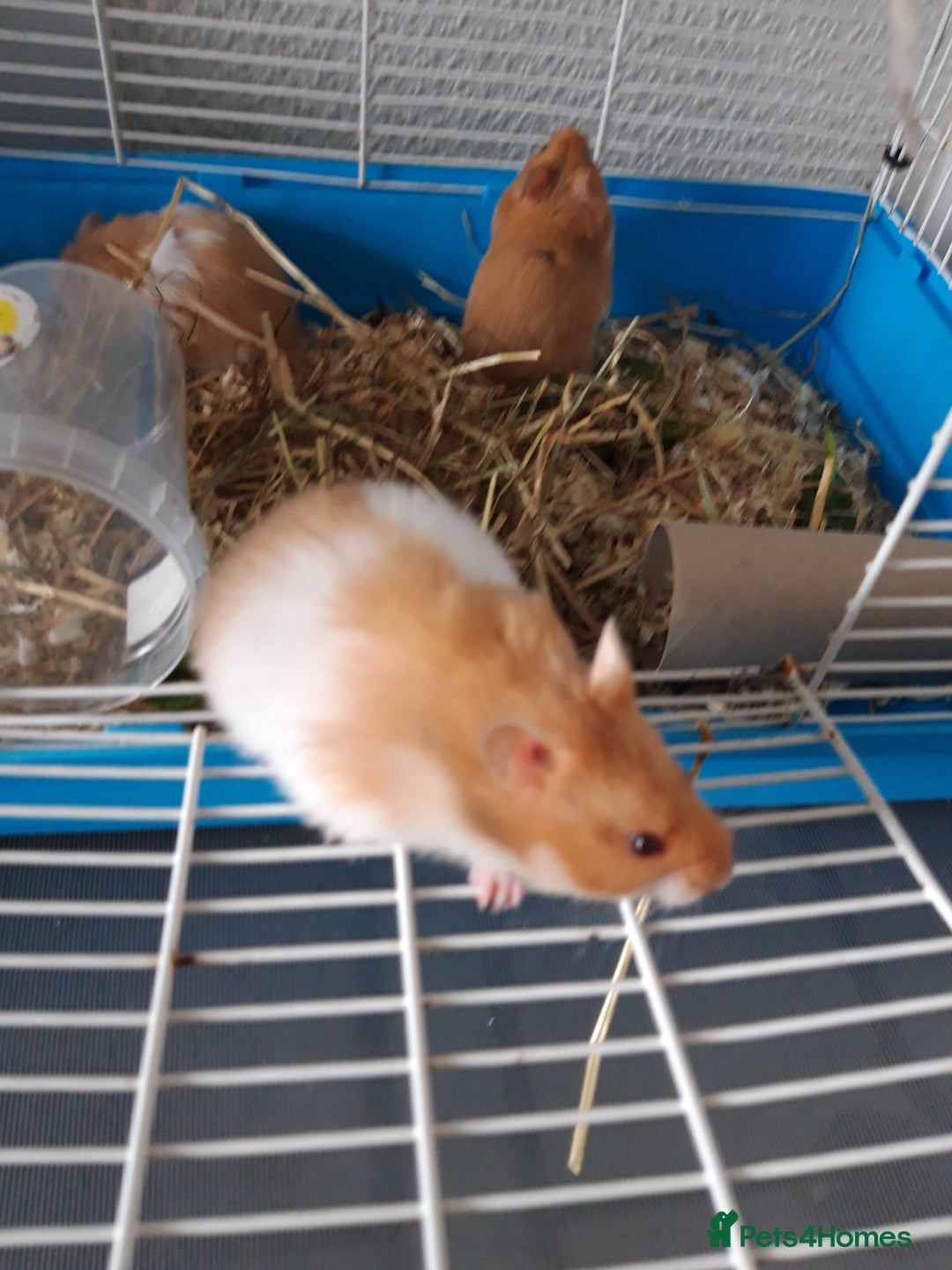 Hamster rodents for sale: Baby syrian hamsters long and short hair £12 each in Manchester - Image 5