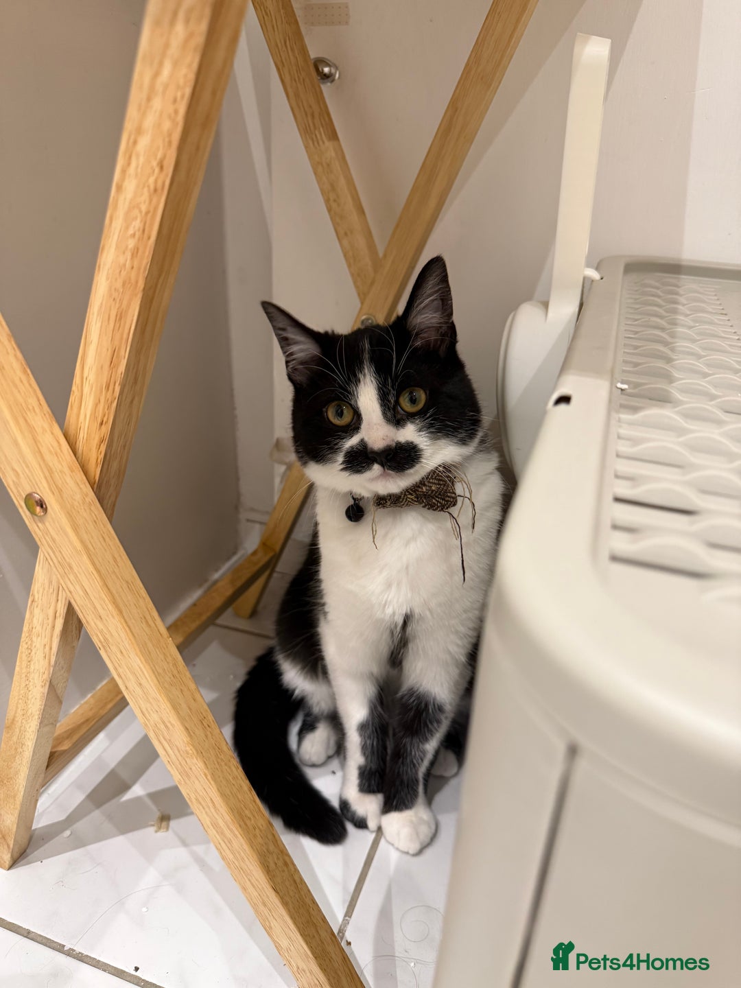 Domestic Shorthair cats for sale: Siblings looking for loving home - Image 11