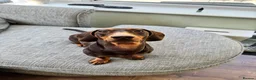 Miniature Dachshund dogs for sale: 2 MINIATURE DACHSHUND FOR REHOMING - Advert 8