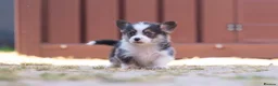 Welsh Corgi Pembroke dogs for sale: Show quality Pembrokeshire corgi READY NOW!!! - Advert 29