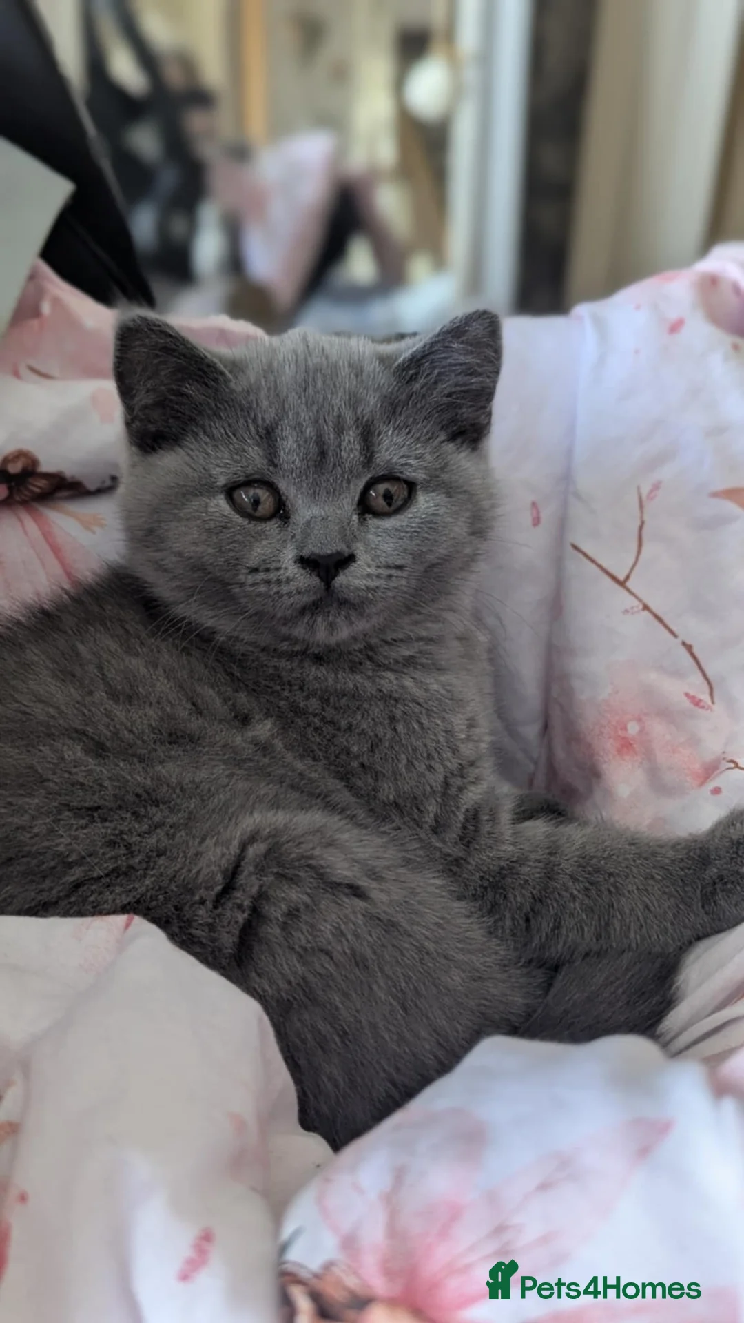 British Shorthair cats for sale: Boy pure BSH - parents champions,perfect for kids  - Advert 2