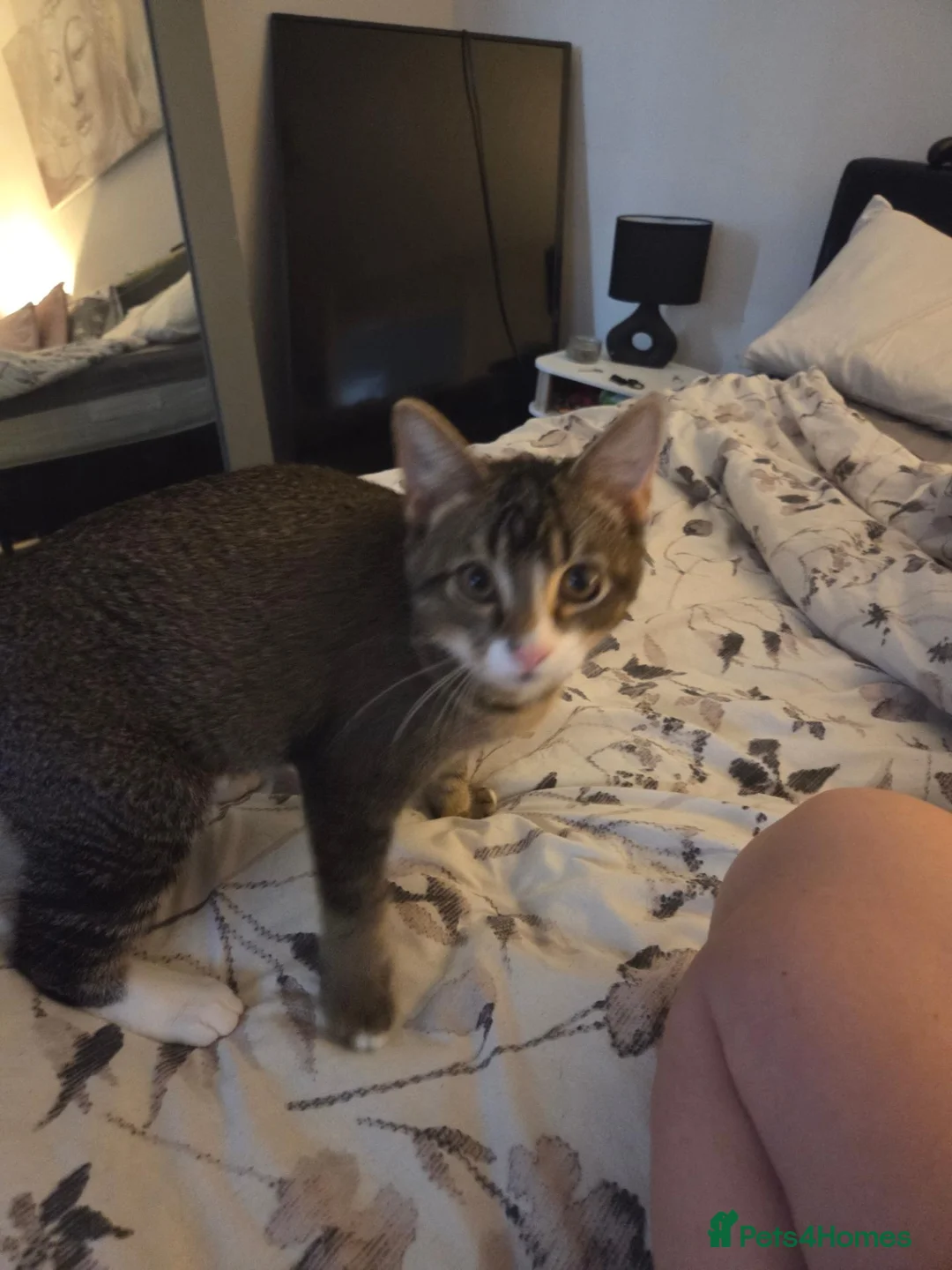 Mixed Breed cats for sale: 4 months old male tabby  in Chester-le-Street - Advert 3